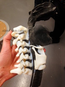 A 3-D spine and esophagus printed as shown in varied color and hardness, layer upon layer (no assembly required).